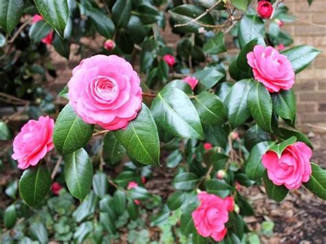 Learn what partial shade really means. Plants and Flowers, Camelia Pink And Cute Beautiful ...