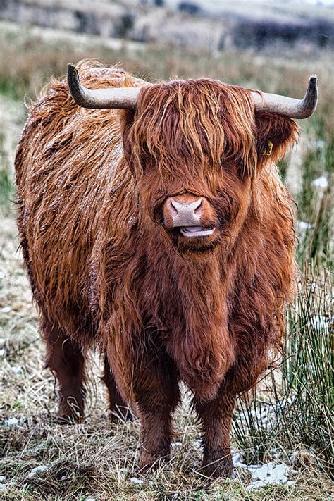 Highland Coo Photograph By John Farnan