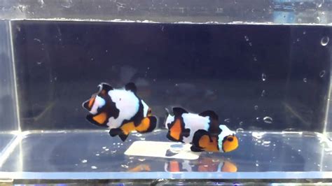 Premium Black Ice Ocellaris Clownfish Pair Youtube