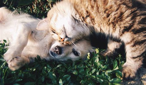 Best Organizations For Dog And Cat Lovers In Charlotte Pet Palace