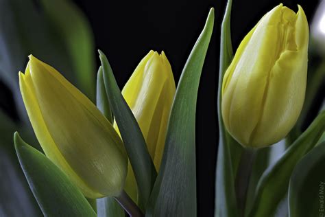 Tilt Shift Photography Of Yellow Tulip Flowers Tulips Hd Wallpaper