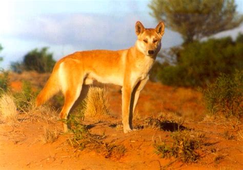 Dingo Subspecies Canis Lupus Dingo ·