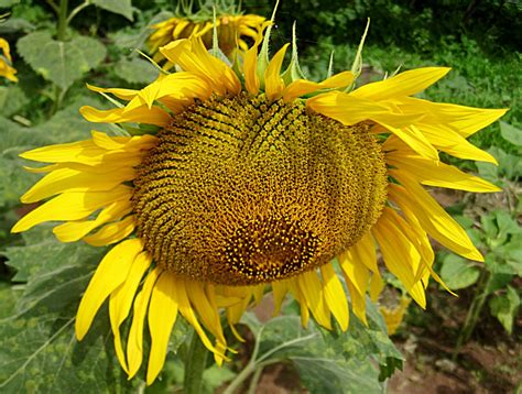 Stock Pictures Sunflower Photos