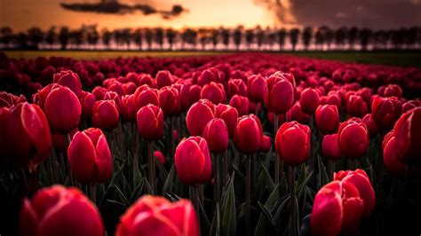 Red Tulips Wallpapers Top Free Red Tulips Backgrounds Wallpaperaccess
