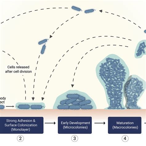 Pdf Mimicking Biofilm Formation And Development Recent Progress In