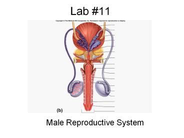 PPT Lab 11 Male Reproductive System Male Reproductive System