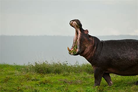 Hd Wallpaper Black Hippopotamus Animal Mammal Wildlife Horse