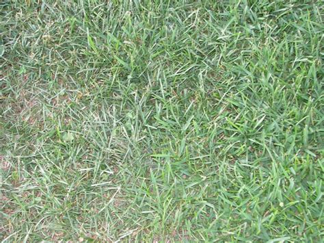 What Is Eating My Grass Lawnsite™ Is The Largest And Most Active