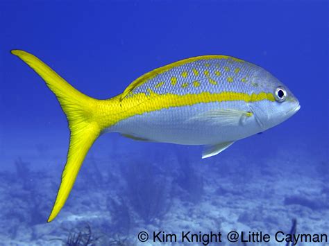 Yellowtail Snapper Exotic Fish Fish Pet Salt Water Fish