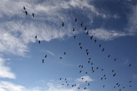 Geese Flying In The Sky Picture Free Photograph Photos Public Domain