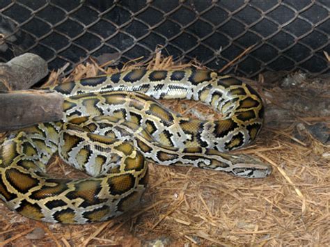 Python Bivittatus Burmese Rock Python In Nong Nooch Tropical