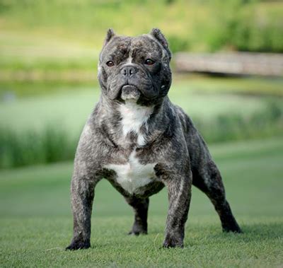 Shorty bulls® as they are often referred to are a compact and muscular bulldog of small stature. Shorty Bull Info, History, Temperament, Training, Puppies, Pictures