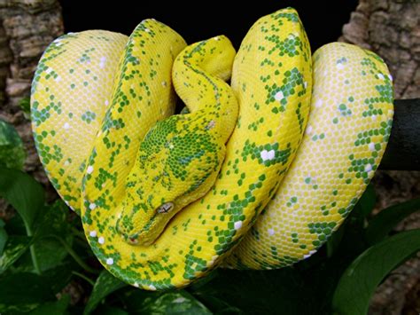 Images For Yellow Anaconda Python Breeders Temperament Pet Snake