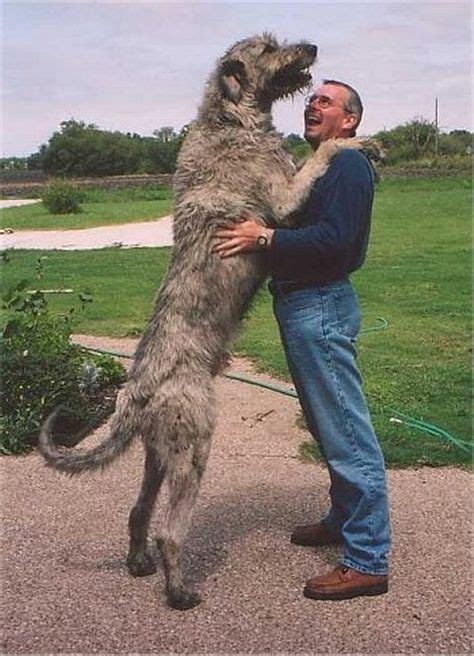 Irish Wolfhound The Irish Wolfhound Is A Giant Sized Dog One Of The