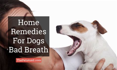 Most Effective Home Remedies For Dogs Bad Breath