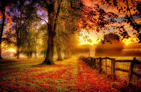 Download Tree Lined Hdr Leaf Path Fence Tree Fall Photography Park Hd