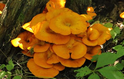 The Complete Guide To Jack O Lantern Mushrooms Grocycle