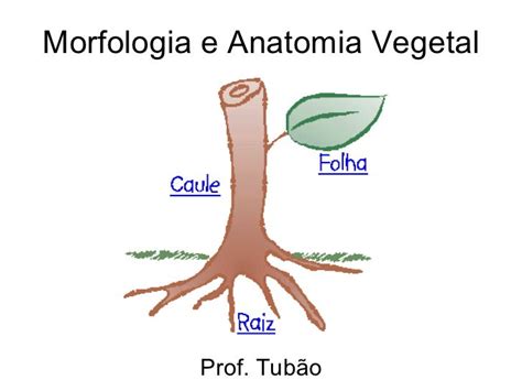 Morfologia Vegetal Semente Raiz Caule E Folha