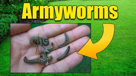 Treat Armyworms And Lawn Grubs Fast Cure Youtube