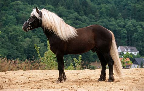 5 Horse Breeds You May Never Have Heard Of