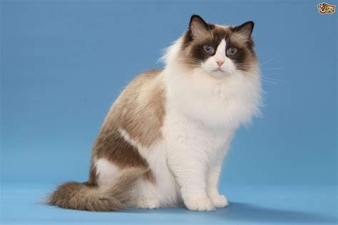 Ragdoll Cat Breed Information Buying Advice Photos And