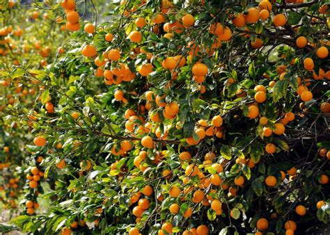 Pixie Tangerines Offer Sweet Treat Orange County Register
