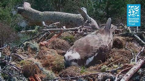 Nc0 Lays Her Third Egg Of The Season Loch Of The Lowes Osprey Webcam 2022 Youtube