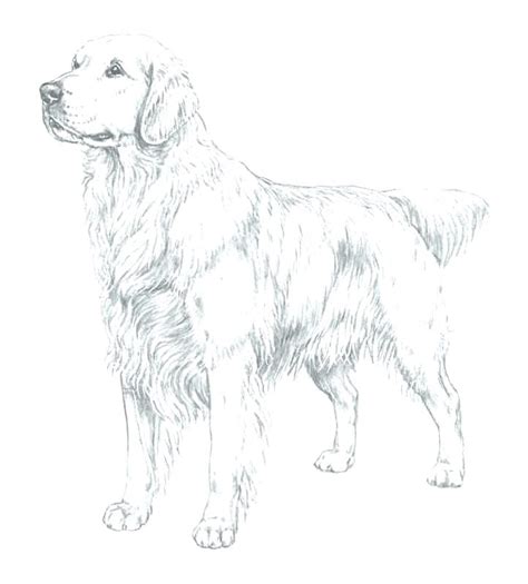Golden Retriever Puppy Coloring Pages Realistic Coloring Pages