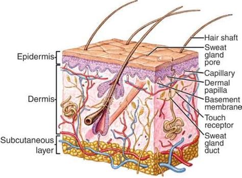 Structure Of Human Skin Showing The Upper Epidermal Barrier Layer And
