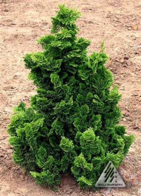 Chamaecyparis Obtusa Nana Gracilis Hinoki Cypress Nana Gracilis In My Xxx Hot Girl