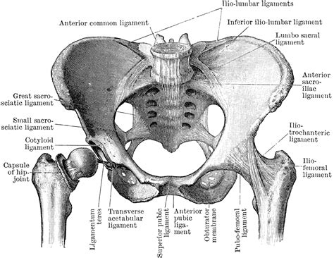 Pelvic Joints Seen From Front Clipart Etc