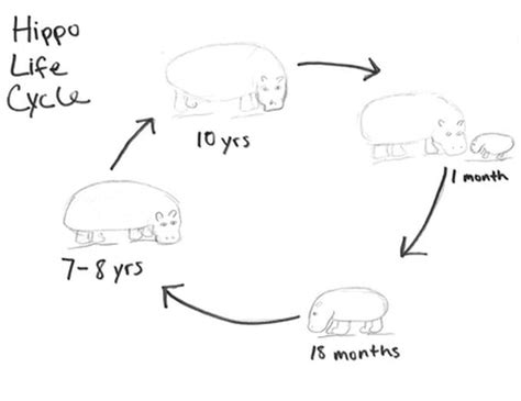 Life Cycle Hippopotamus