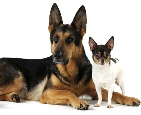 The resulting cross is an average size between the shepherd and the chihuahua. German shepherd Chihuahua Mix : Personality Info & Behavior Profile (With images) | German ...