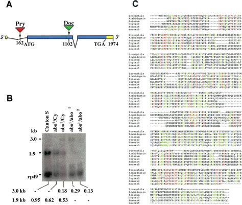 The Abo Gene Structure A Genomic Organization Of The Abo Locus The
