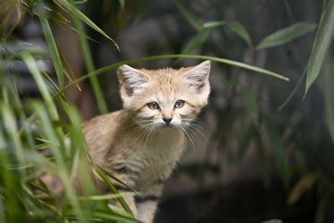 Baby Of The Sandcat By Florence Merlote On 500px Sand Cat Cat Bobcat