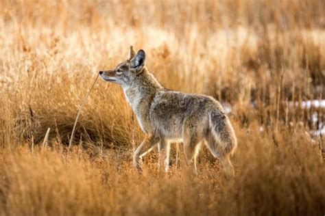 Mastering The Art Of Coyote Hunting In Oregon Your Ultimate Guide To