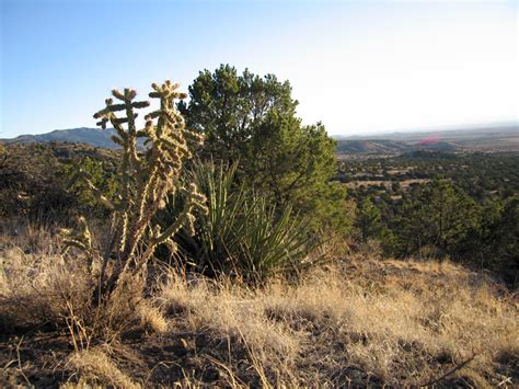 Three Legged Wolves Roam And Thrive In New Mexico Wild