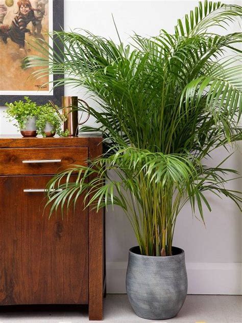 Everything About Growing Areca Palm Indoors Plant Decor Indoor House