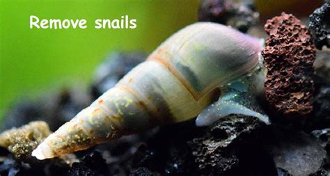 Well, if snails get too comfy, they start multiplying like crazy and your aquarium can soon start to look very unappealing. How to get rid of aquarium snails forever in your fish tank