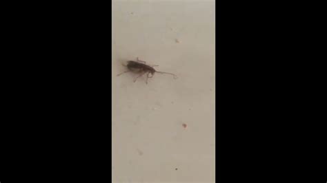 pregnant roach walks oven vent in cambridge arms apartments you will