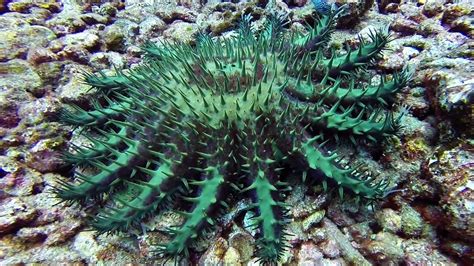 A single cots can devour 10 square meters of coral a year. Crown of Thorns Starfish On The Move in Lanai Hawaii - YouTube