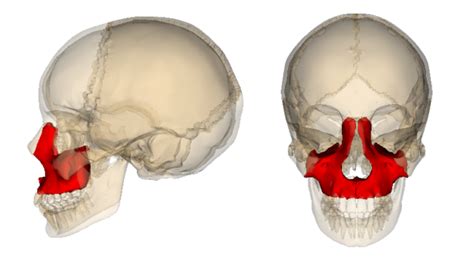 Maxillary Bone And Le Fort Fractures Lecturio Online Medical Library