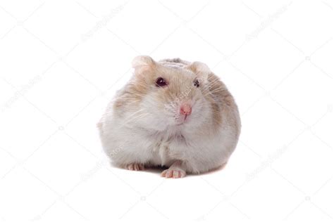 Little White Hamster — Stock Photo © Eriklam 2533046