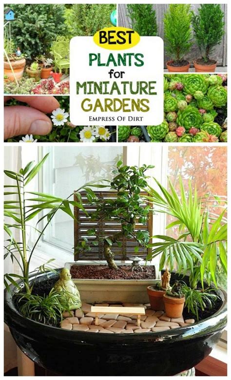 Best Plants For Miniature Gardens Craftionary