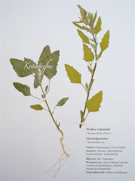 Wählt eine deckblatt vorlage aus und legt gleich los mit eurem herbarium. Kräuterfee: Herbarbeleg Weißer Gänsefuß Henopodium album L.