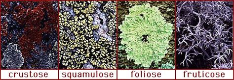 Lichens Habitat Types And Structure Overall Science