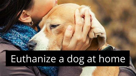How to euthanize a dog with benadryl. Best 10 Way's How to euthanize a dog? - Zoological World