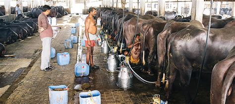 An Overview Of The Indian Dairy Sector
