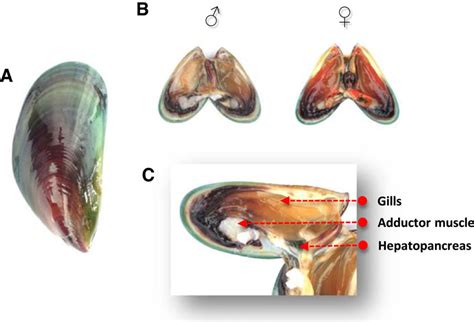 Morphology Of Perna Viridis A The External Morphology Of The Mussel