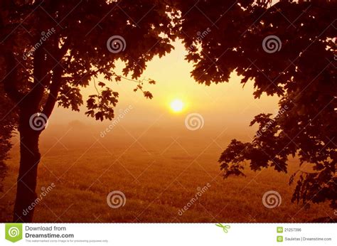 Beautiful Morning View Through Maple Branches Stock Photo Image Of